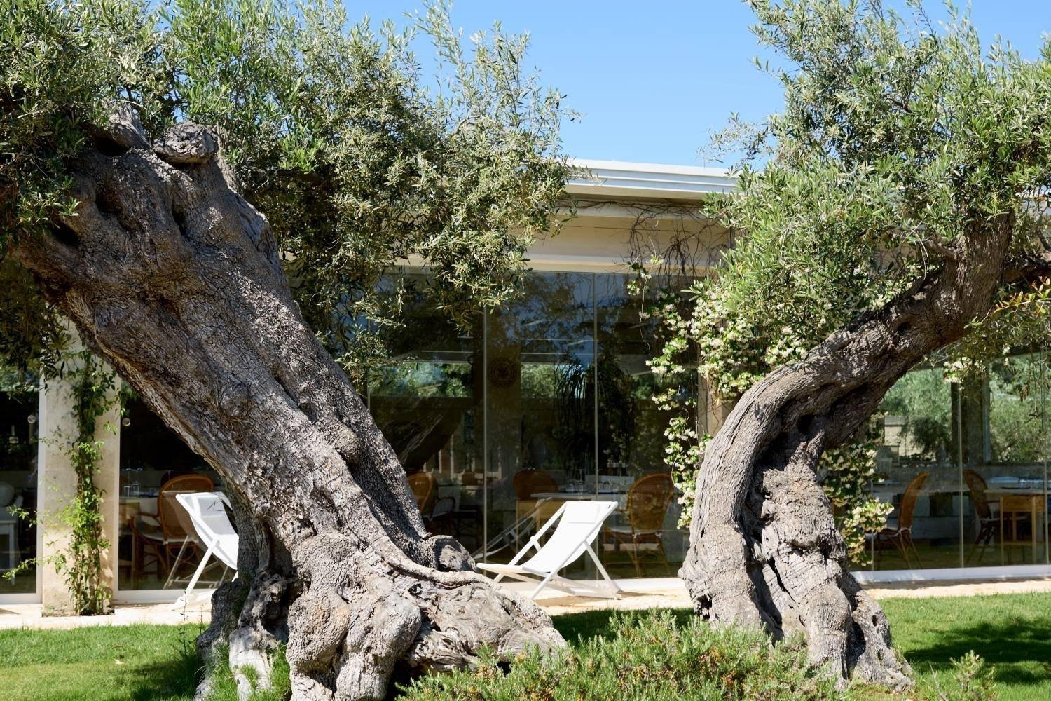 Ulivi secolari davanti alle vetrate della masseria in Valle d'Itria